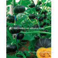 Good Flavor Hybrid Japanese Pumpkin Seed For Cultivation For Sale
